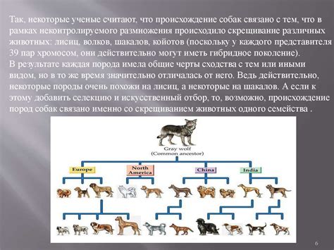 Происхождение молосских собак