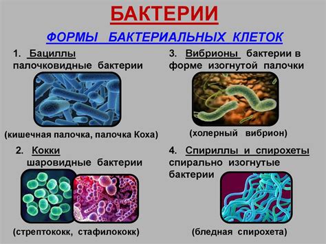 Происхождение прокариотических организмов