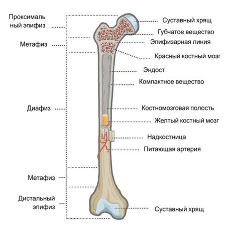 Проксимальная кость в организме человека