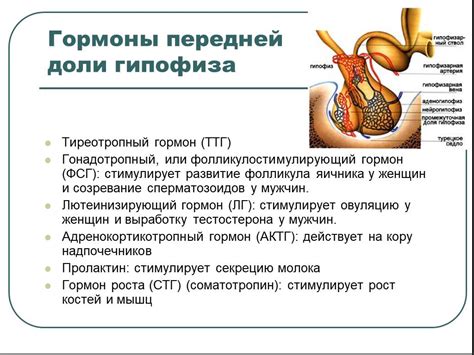 Пролактин 297: значение у женщин