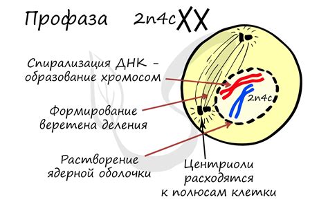 Профаза: роль митотических структур и органелл в процессе фазы профазы 2n4c