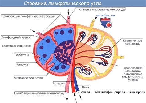 Профессиональная ответственность: зачем нужна точная диагностика невидимого лимфатического узла