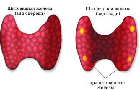 Профилактика недостаточности паращитовидных желез у женщин