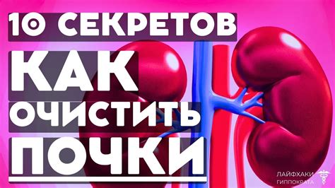 Профилактика неровного контура почки