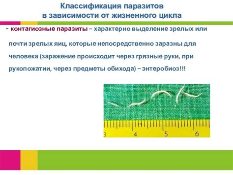 Профилактика появления следов яиц