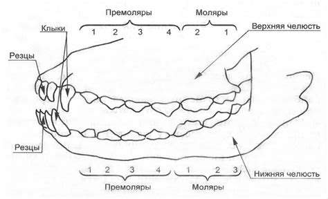 Профилактика прикуса ножницы у щенка