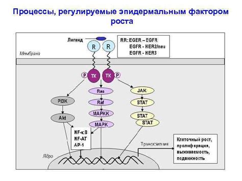 Процессы, регулируемые ХГЧ 442