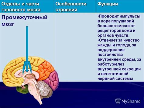 Процессы внимания в мозге