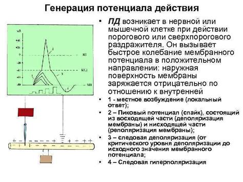 Процесс возбуждения