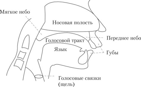 Процесс воспроизведения речи