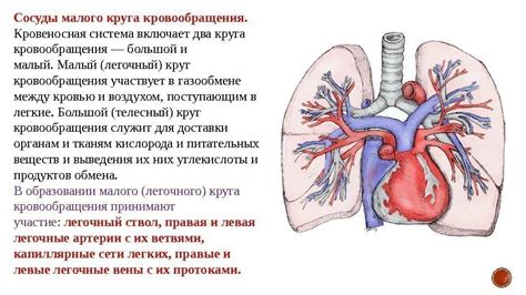 Процесс восстановления нормального кровообращения