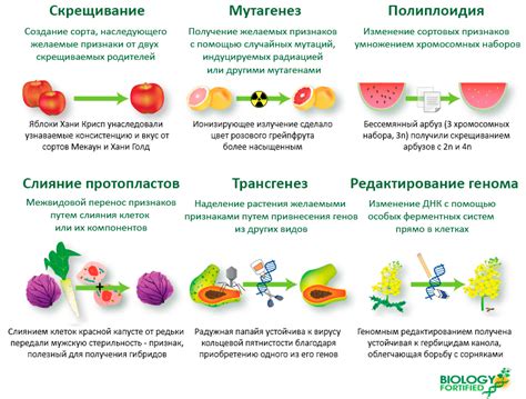 Процесс генетической модификации