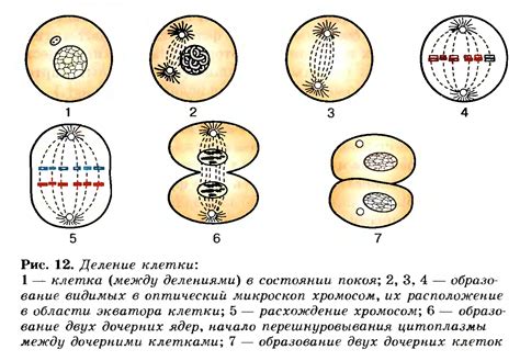 Процесс деления клеток в апексе