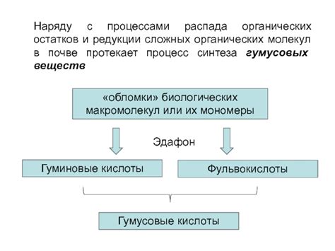 Процесс зиготической редукции