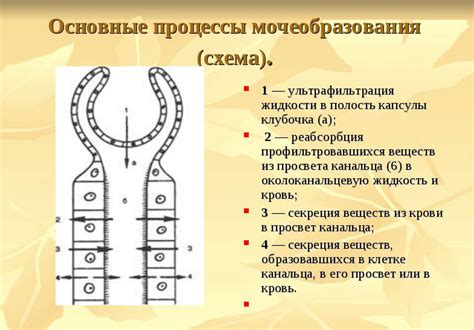 Процесс образования и механизм работы