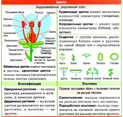 Процесс образования и эволюция соцветия