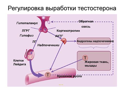 Процесс образования тестостерона