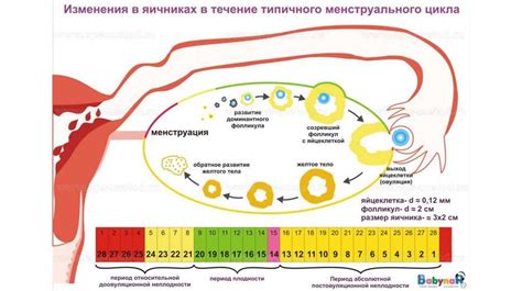 Процесс овуляции