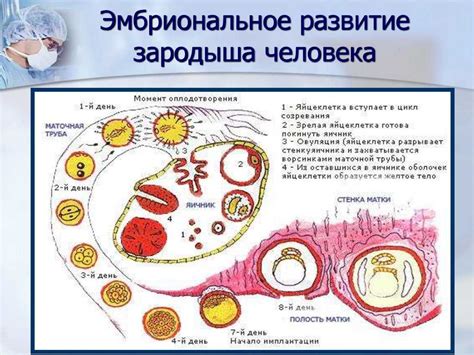 Процесс оплодотворения у человека