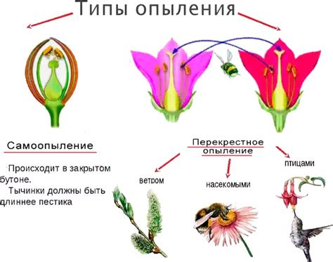 Процесс опыления и плодоношения у обоеполых яблонь