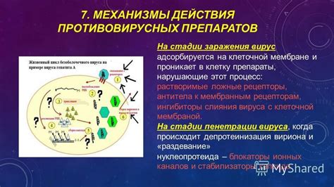 Процесс поглощения препаратов простатотропного действия