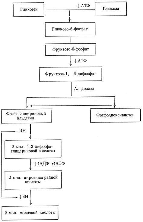 Процесс расщепления углеводов