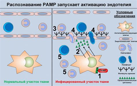 Процесс формирования и развития воспалительного высыпания