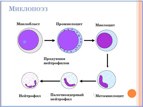 Процесс формирования миелоидных клеток