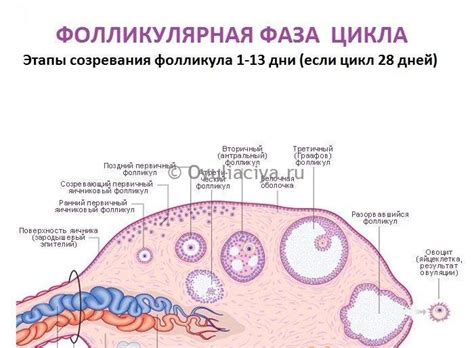 Процесс формирования одиночных фолликулов