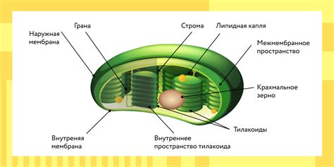 Процесс фотосинтеза в зеленом листе