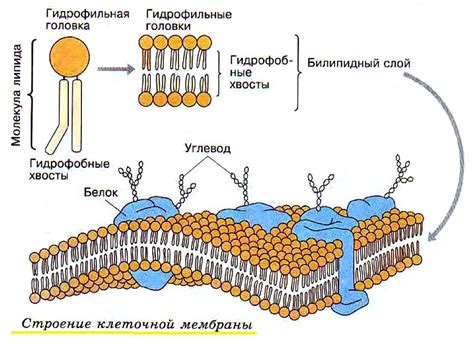 Прочность и надежность наружной оболочки