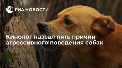 Проявление агрессивного поведения собак в сновидениях и пути справиться с ним