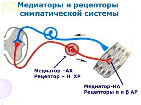 Проявление активности