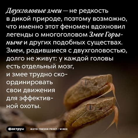 Проявление беспокойства: Психологический смысл сна о золотистой змее у ожидающих матерей