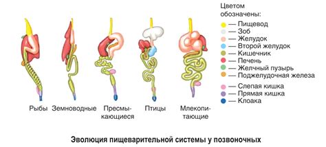 Проявления слепо замкнутой пищеварительной системы