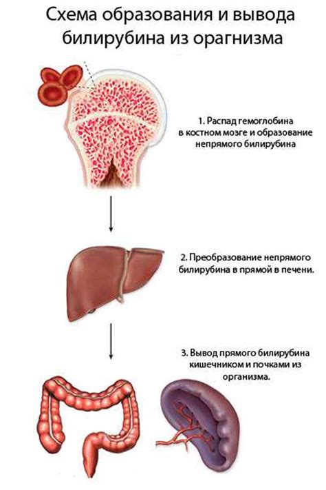 Прямой билирубин отрицательный: