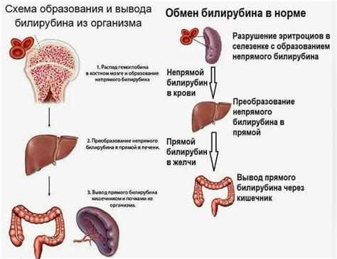 Прямой и непрямой билирубин: значение и здоровье