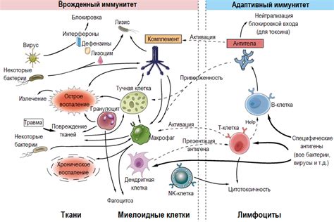 Психосоматика: механизм возникновения иммунных реакций на теле