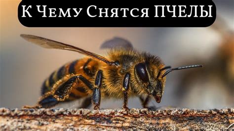 Пчелы во сне как символ трудолюбия