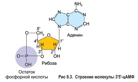 РНК: ключевая роль в организме