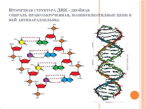 РНК молекулярная структура: нестабильность в действии