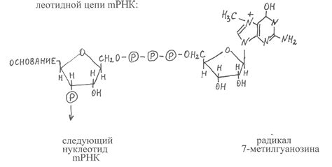 РНК 150: потенциальные применения