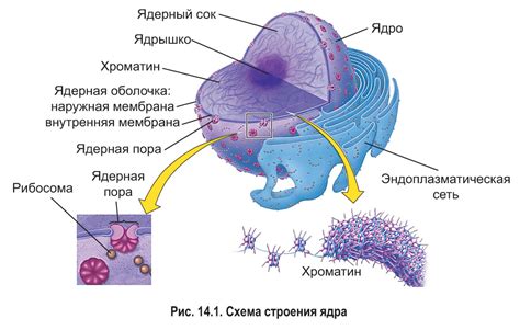 Работа и функции разрядного ядра с установленными битами гарантии