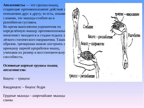 Работа мышц и суставов во время активности