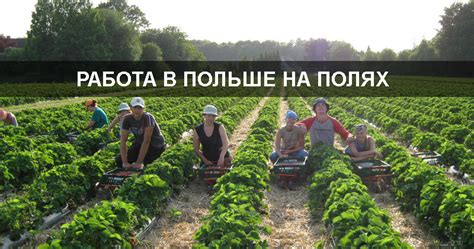 Работа на поле творчества