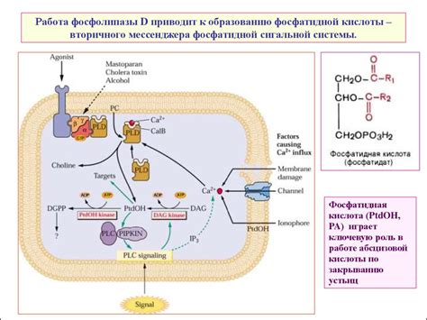 Работа рецепторов