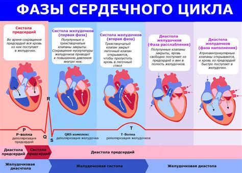 Работа сердца в процессе сокращения