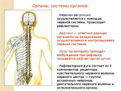 Развитие: как связано с нервной системой?