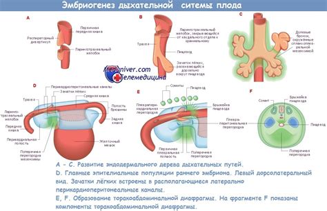 Развитие бестактности в детском возрасте