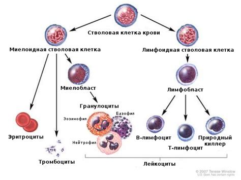 Развитие болезней крови